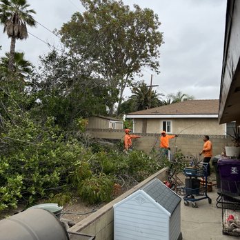 Discount Tree Care Arborist - Working - Tree Services Near Me - Long Beach, California