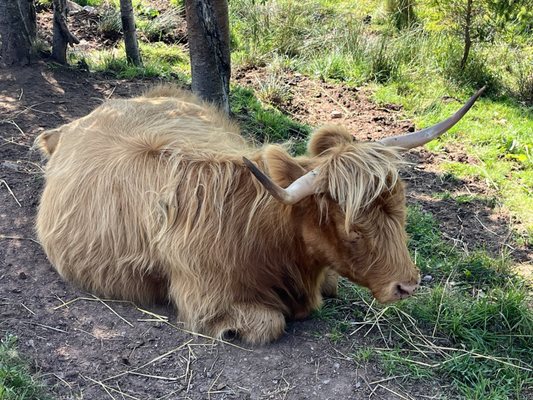 Highland Village Museum by null