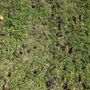 Photo of Clovis Lawn Services