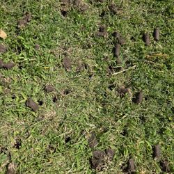 Clovis Lawn Services - Core aeration helps your lawn breathe, drain better, and grow stronger--perfect for Central Valley soil.
#ClovisLawnServices