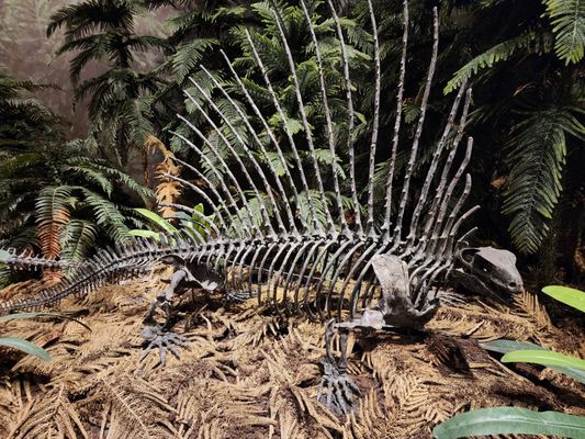 Sam Noble Oklahoma Museum of Natural History by null