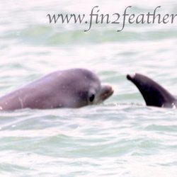 Fins To Feathers