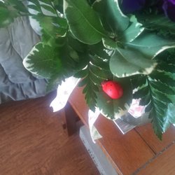 Lady Bug Flower & Gift Shop - Ladybug