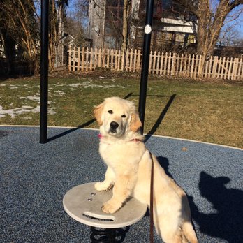 ROOT Dog Training - Working out at the park - Pet Training Near Me - Northbrook, Illinois ROOT Dog Training - Working out at the park - Pet Training Near Me - Northbrook, Illinois