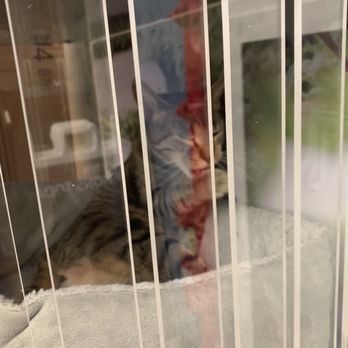 PetSmart - Adoptable kitty cleaning face - Pet Stores Near Me - MANHATTAN, New York PetSmart - Adoptable kitty cleaning face - Pet Stores Near Me - MANHATTAN, New York