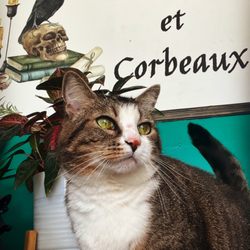 Romarin Et Corbeaux