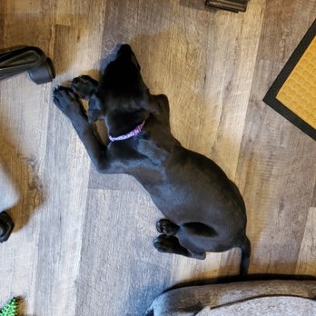 Critter Cavalry Rescue - Office manager! Sleeping on the job on her first day! ;) - Animal Shelters Near Me - Franklin, Tennessee
