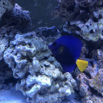 Corals4cheap - Purple tang I bought from Corals4Cheap - Pet Stores Near Me - Meridian, Idaho Corals4cheap - Purple tang I bought from Corals4Cheap - Pet Stores Near Me - Meridian, Idaho