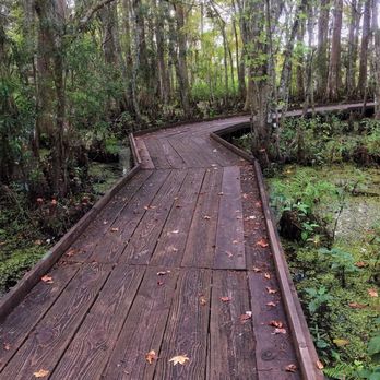 Barataria Preserve - Trail near visitor center where we saw an alligator - Parks Near Me - Marrero, Louisiana Barataria Preserve - Trail near visitor center where we saw an alligator - Parks Near Me - Marrero, Louisiana