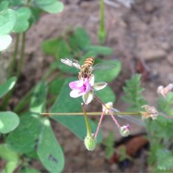 Coronado Butterfly Preserve