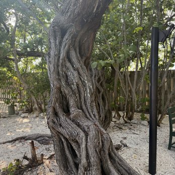 Mar Vista Dockside Restaurant & Pub - Cool tree - Seafood Near Me - Longboat Key, Florida