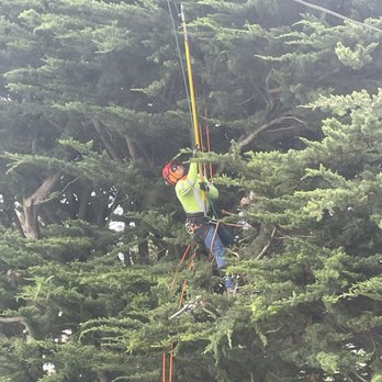 California Tree Solutions - Team member trimming Monterrey Cypress. - Tree Services Near Me