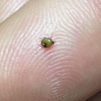 Jade Palace - Jade Palace, where you get free bugs with your Broccoli Chicken! Then get insulted by the owner and only refunded $8 of the $45 you spent! - Chinese Near Me - Plano, Texas Jade Palace - Jade Palace, where you get free bugs with your Broccoli Chicken! Then get insulted by the owner and only refunded $8 of the $45 you spent! - Chinese Near Me - Plano, Texas