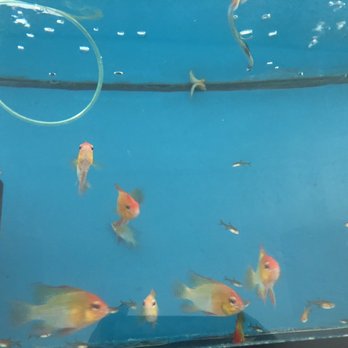 The Cichlid Shack - Local Fish Stores Near Me - Tempe, Arizona