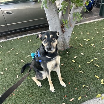 Shadowridge Veterinary Hospital - Veterinarians Near Me - Vista, California