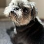 Photo of Woof Gang Bakery & Grooming Augusta