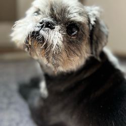 Woof Gang Bakery & Grooming Augusta