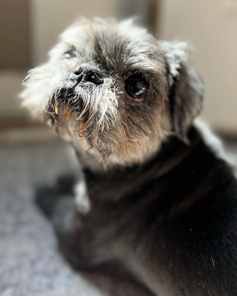 WOOF GANG BAKERY & GROOMING AUGUSTA Updated September 2024 100