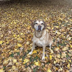 Sandhill Veterinary Services - Sadie