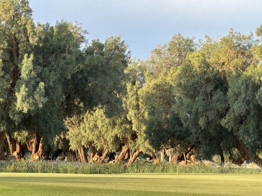 Furnace Creek Ranch Golf Course by null