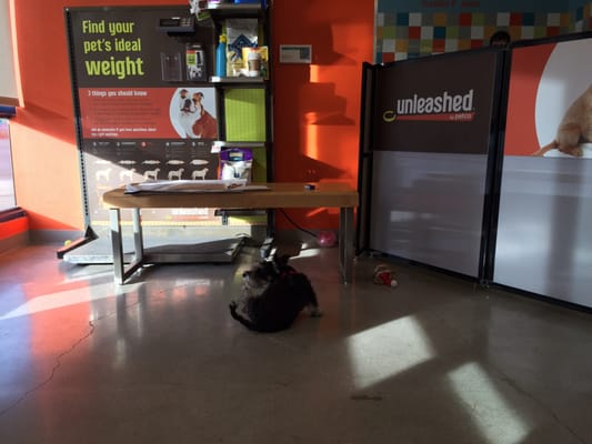 Unleashed by Petco by null