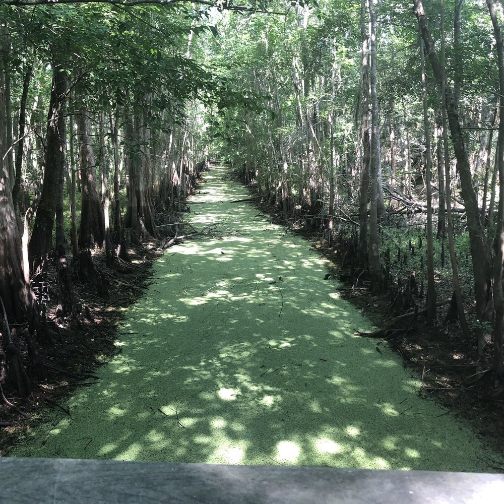 Black Bear Wilderness Area - Hiking Near Me - Sanford, Florida