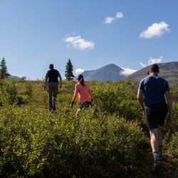 Traverse Alaska - Sign up for a group or private day hike to learn how to navigate off trail, and prepare you for your independent day trip in Denali.