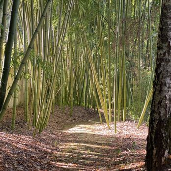 Bamboo Giant Nursery and Gardens - a path through a bamboo forest - Nurseries & Gardening Near Me - Aptos, California Bamboo Giant Nursery and Gardens - a path through a bamboo forest - Nurseries & Gardening Near Me - Aptos, California