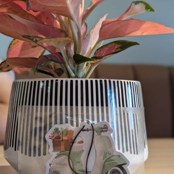 Springly - Cute car freshener - Vietnamese Near Me - Fresno, California