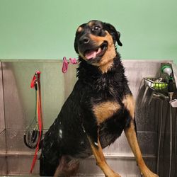 Tidy Tails Groom & Board - Our diamond is happy