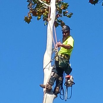 Conservation Tree Service - Tree Services Near Me Conservation Tree Service - Tree Services Near Me