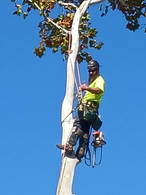 Conservation Tree Service on Yelp