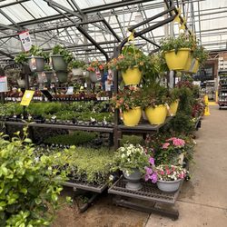 Lowe's Home Improvement - The plants inside are in better shape