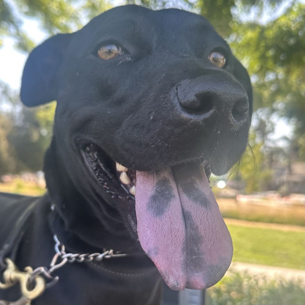 Tri-Valley K9 - Koda - Pet Training Near Me Tri-Valley K9 - Koda - Pet Training Near Me
