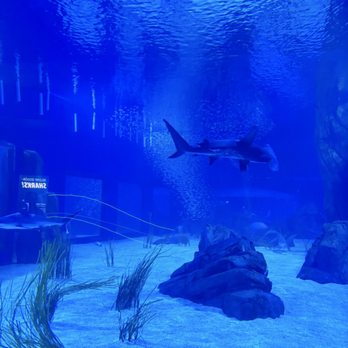Georgia Aquarium - Aquariums Near Me - Atlanta, Georgia Georgia Aquarium - Aquariums Near Me - Atlanta, Georgia