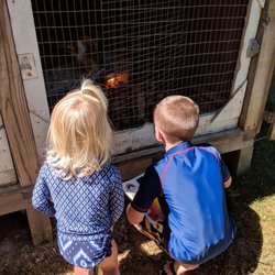 South County Museum - Visiting the chicks!