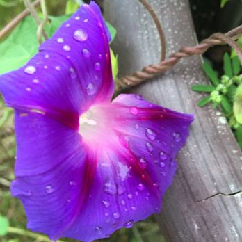 L&R Lawncare - a purple flower with water droplets - Landscaping Near Me L&R Lawncare - a purple flower with water droplets - Landscaping Near Me