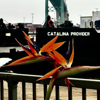 Catalina Express - Birds of Paradise | Scenery | Outside - Boat Charters Near Me - San Pedro, California Catalina Express - Birds of Paradise | Scenery | Outside - Boat Charters Near Me - San Pedro, California