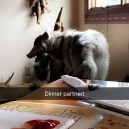 a dog standing in front of a dinner partner
