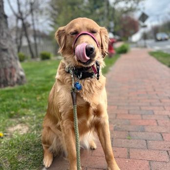 Walks Wiggles and Wags - Dog Walkers Near Me Walks Wiggles and Wags - Dog Walkers Near Me