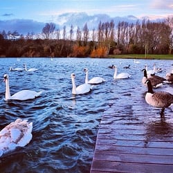 Cosmeston Lakes Country Park