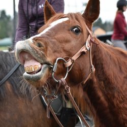 All Tacked Up - Silly Cooper!