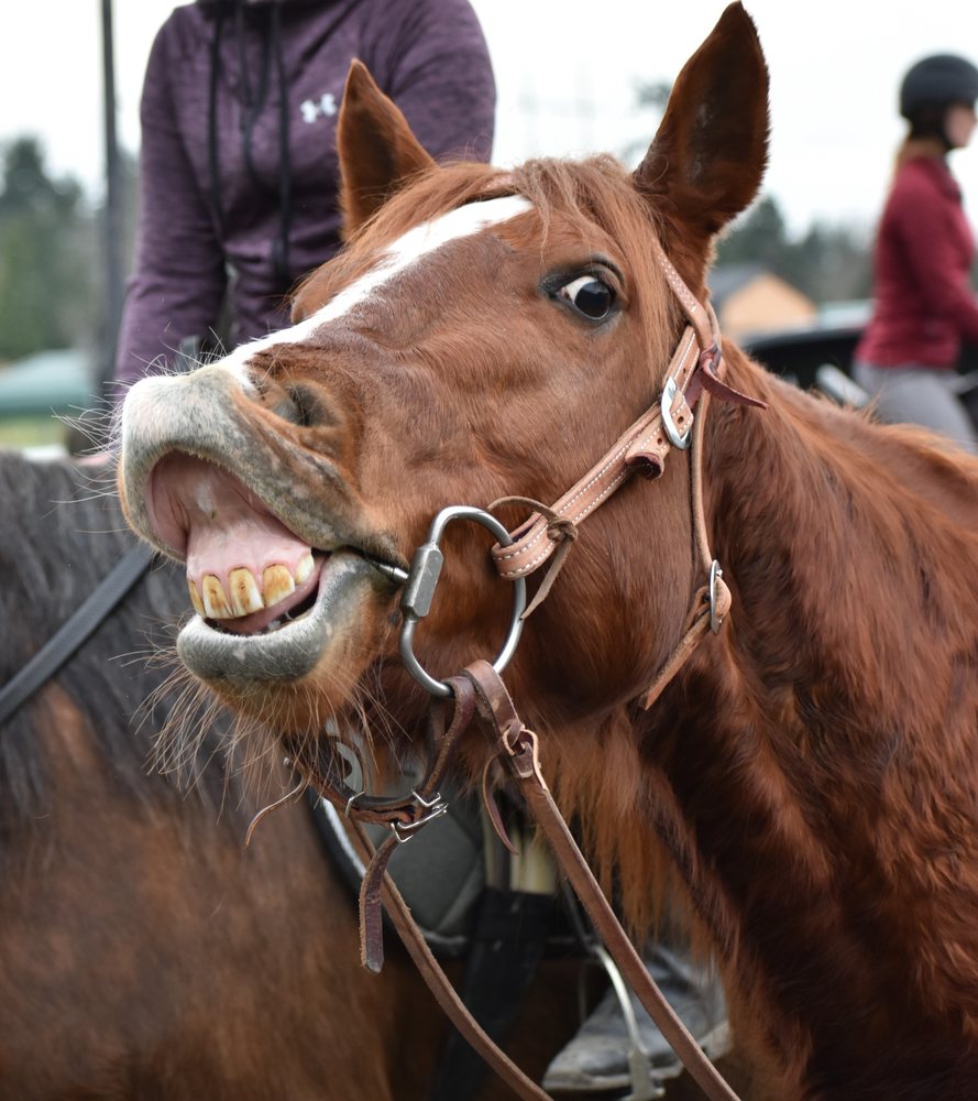 All Tacked Up - equestrian in Spanaway, WA