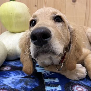 Pretty Smart Pet Services - Junebug feels the need to snoot Boop the camera - Pet Training Near Me Pretty Smart Pet Services - Junebug feels the need to snoot Boop the camera - Pet Training Near Me