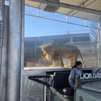 Lion Habitat Ranch - Take a pic in front of a lion - Zoos Near Me - Henderson, Nevada Lion Habitat Ranch - Take a pic in front of a lion - Zoos Near Me - Henderson, Nevada