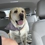 Photo of TLC Pet Grooming & Day Spaw