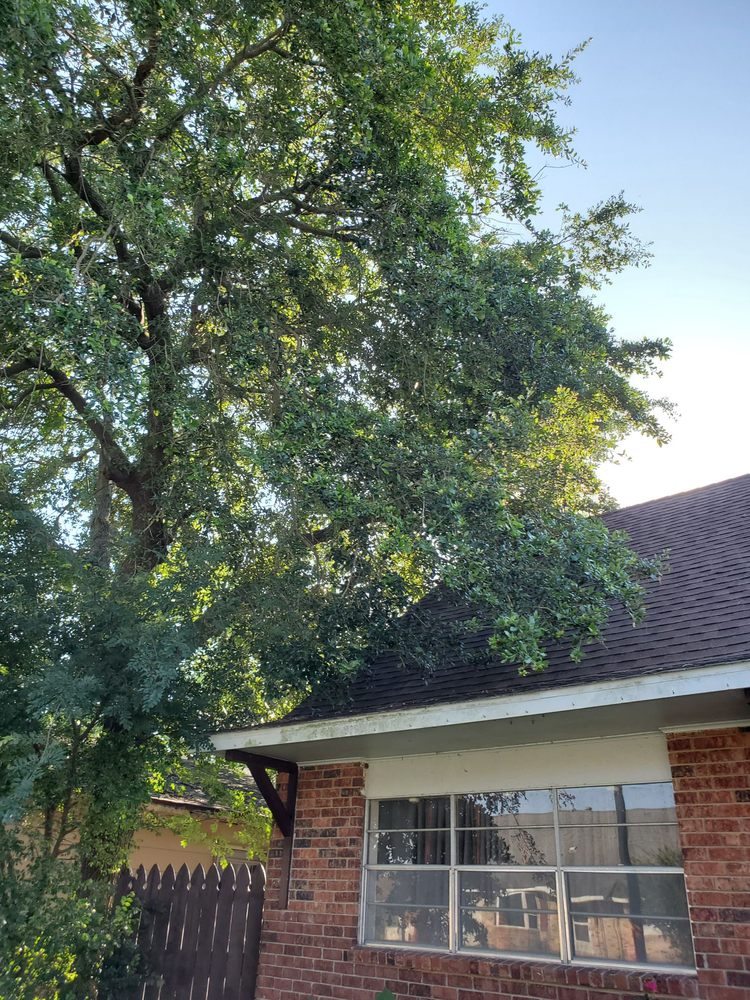 YEAH TREES Updated July 2024 45 Photos & 11 Reviews 7904 St