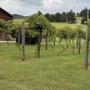 Merry Family Winery