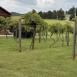 Merry Family Winery - The vines looked healthy!