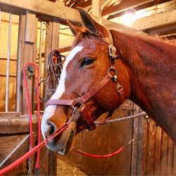 Stonelea Farm